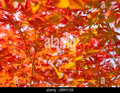 Japanischer Fanapel, Acer palmatum, im Frühling Stockfoto