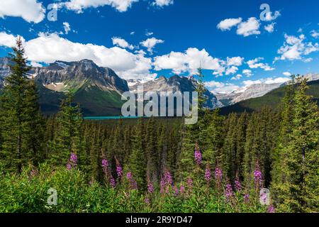 Wildblumen am Icefields Parkway in Alberta, Kanada Stockfoto