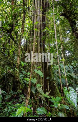 Rebenstränge hängen von einem riesigen Baum im Regenwald der östlichen Anden. Kolumbien, Südamerika. Stockfoto