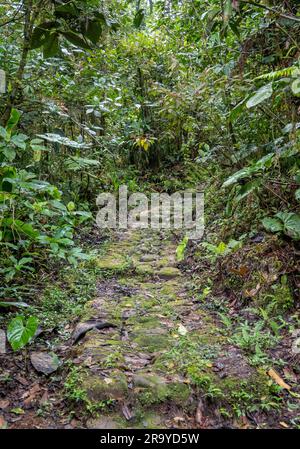 Uralte Wege mit Pflastersteinen gepflastert. Serranía De Los Yariguíes Parque Nacional Natural. Kolumbien, Südamerika. Stockfoto