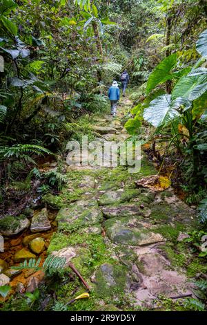 Uralte Wege mit Pflastersteinen gepflastert. Serranía De Los Yariguíes Parque Nacional Natural. Kolumbien, Südamerika. Stockfoto