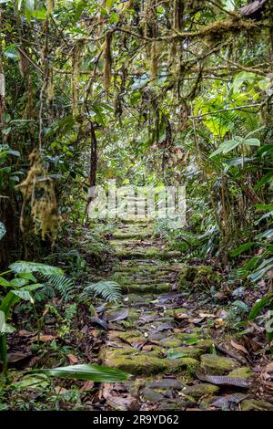 Uralte Wege mit Pflastersteinen gepflastert. Serranía De Los Yariguíes Parque Nacional Natural. Kolumbien, Südamerika. Stockfoto