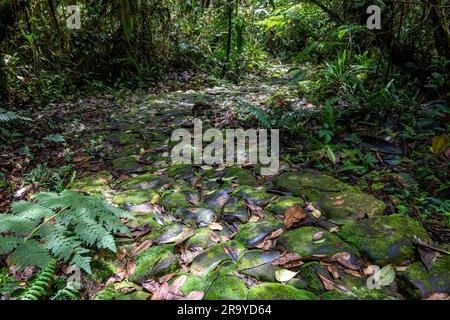 Uralte Wege mit Pflastersteinen gepflastert. Serranía De Los Yariguíes Parque Nacional Natural. Kolumbien, Südamerika. Stockfoto