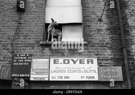 East End of London Asian Sweatshop der 1970er Jahre in der Nähe der Brick Lane. Asiatische Bekleidungsfabriken, ein Hund schaut auf die Straße, Sweatshop-Bekleidungsherstellung zeigt Stellenangebote an. Tower Hamlets, London, England um 1974. 1970ER JAHRE UK HOMER SYKES Stockfoto