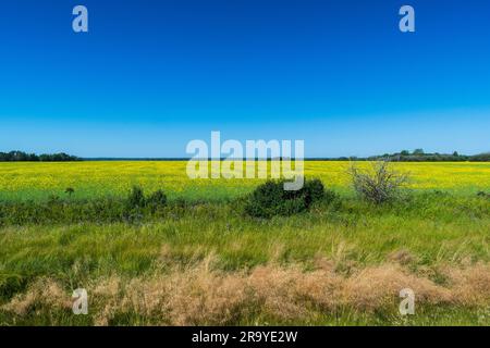 Canola Field blüht gelb, Alberta Kanada Stockfoto