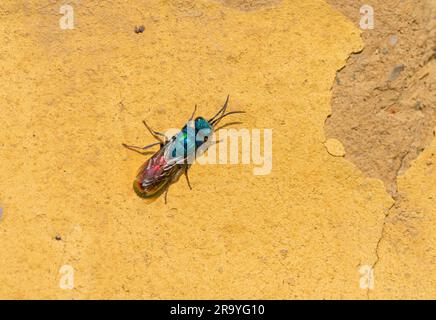 Berlin, Deutschland. 24. Juni 2023. 24.06.2023, Berlin. Eine Cuckoo Wespe (Chrysididae), die auf einer Tonwand in einem Park sitzt. In Mitteleuropa gibt es über 100 Arten von Kuckucksuhwespen oder Smaragdwespen, die alle als Parasiten leben. Ihre Wirte sind andere Wespen und wilde Bienen, deren Brut größtenteils von Larven der Kuckuckuckswespen-Parasitaer befallen ist. Kredit: Wolfram Steinberg/dpa Kredit: Wolfram Steinberg/dpa/Alamy Live News Stockfoto