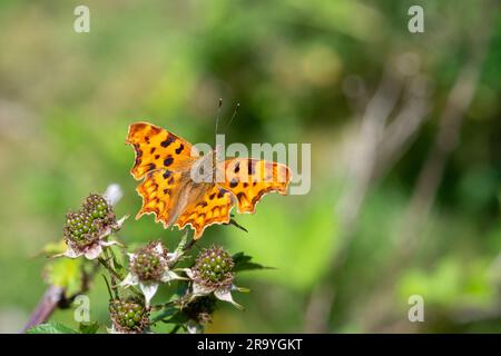 Comma Butterfly (Polygonia c-Album), das im Juni oder Sommer auf Brahles ruht, Hampshire, England, Großbritannien Stockfoto