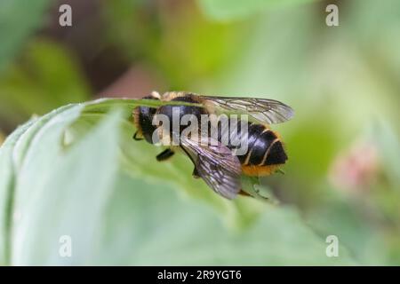 Patchwork-Blätterbiene (Blätterbiene, Megachile centuncularis), Weibchen schneidet Weidenkräuterblätter, um Wände einer Nistzelle zu schaffen, Großbritannien Stockfoto