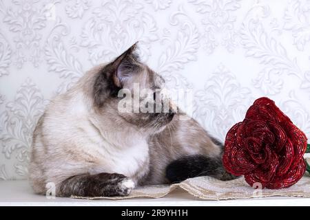 Wunderschöne graue Katze, die eine rote Blume aus nächster Nähe schnüffelt Stockfoto