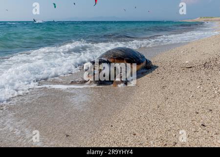 Eine tote, aufgeblähte Loggerhead-Schildkröte wurde am Strand angespült. Stockfoto