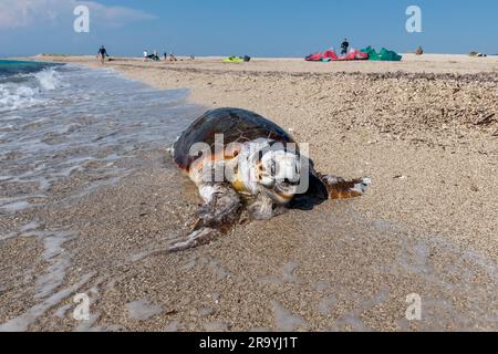 Die Insel Lefkada. Griechenland - 06.21.2023. Eine tote Loggerhead-Schildkröte wird an einem Strand gespült, der bei Kitesurfern beliebt ist. Stockfoto