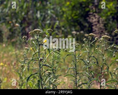 Achillea collina. Weißer blühender, gemeiner Schafgarbe auf einer Wiese. Stockfoto
