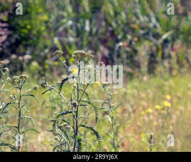 Achillea collina. Weißer blühender, gemeiner Schafgarbe auf einer Wiese. Stockfoto