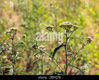 Achillea collina. Weißer blühender, gemeiner Schafgarbe auf einer Wiese. Stockfoto
