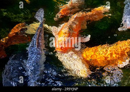 Dicht schwimmende Koi-Karpfen in verschiedenen Farben Stockfoto