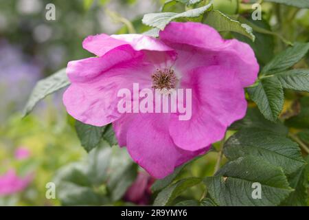 Im britischen Garten im Juni werden die leuchtend pinkfarbenen Sommerblumen der Rosa rugosa rubra geöffnet Stockfoto