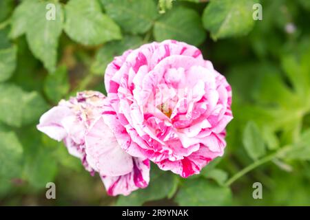 Rot-weiß gestreifte Doppelsommerblumen von Rosa Ferdinand Pichard im britischen Garten Juni Stockfoto