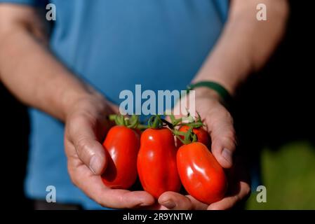 Rote San-Marzano-Tomaten in den Händen der Menschen. Tomaten (Solanum lycopersicum). Eine San Marzano Tomate ist eine Sorte von Pflaumentomaten aus Kampanien Stockfoto