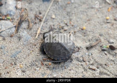 Amphibienschildkröte in Parks in der Ukraine gefunden Stockfoto