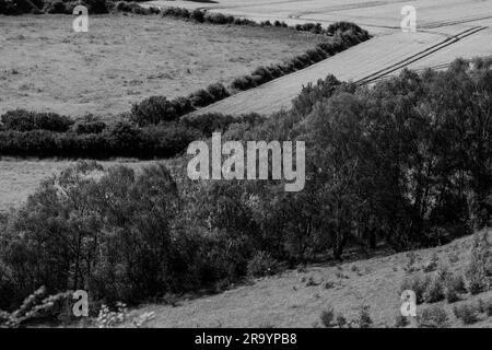 Ein Schwarzweißbild einer riesigen Landschaft mit einem riesigen Feld mit Bäumen im Hintergrund Stockfoto