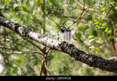 White Wagtail - Motacilla alba, kleiner beliebter Passanten aus europäischen Feldern, Grasland und Feuchtgebieten Stockfoto