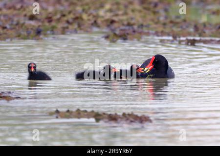 Die gewöhnliche Gallinule (Gallinula galeata), die ihre Jungen im Teich pflegt Stockfoto