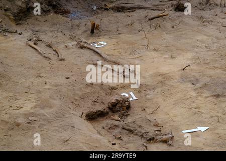 Archäologische Ausgrabungen und Funde. Skelettknochen in einem menschlichen Grab Detail der antiken Forschung, Vorgeschichte. Zilaiskalns, Lettland. Stockfoto
