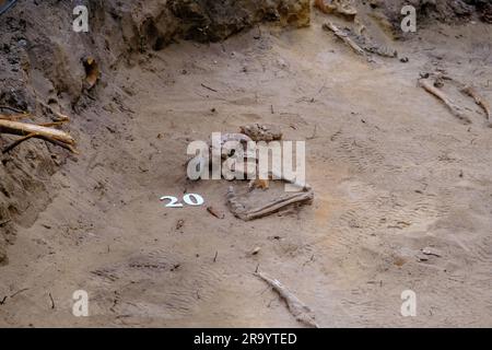 Archäologische Ausgrabungen und Funde. Skelettknochen in einem menschlichen Grab Detail der antiken Forschung, Vorgeschichte. Zilaiskalns, Lettland. Stockfoto