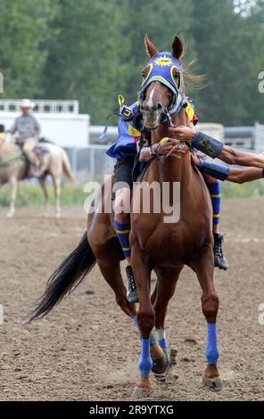 Die Enoch Cree Nation indischen Relais (Pferd) Rennen. Alberta, Kanada Stockfoto