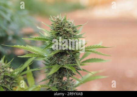 Reife Cannabispflanze mit Blättern und Blumen im natürlichen Blütenstadium, wächst auf dem Feld, Nahaufnahme. CBD-Konzept für Hanfzucht. Stockfoto
