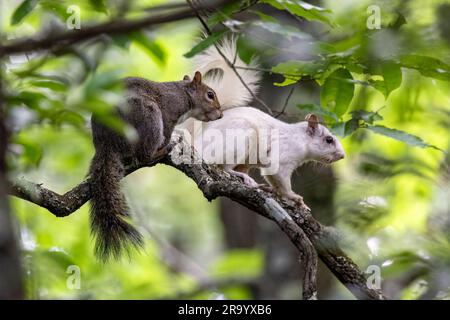 Eastern Gray Eichhörnchen (Sciurus carolinensis), eines davon als Farbvariante „White Eichhörnchen“ – Brevard, North Carolina, USA Stockfoto