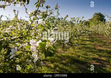 Nahaufnahme blühender Blumen auf Apfelbaum vor klarem blauen Himmel. Skane, Schweden. Stockfoto