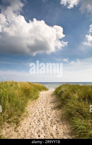 Sandige Straße entlang Gras am Strand, die in Richtung Ostsee unter bewölktem Himmel führt. Gotland Island, Schweden. Stockfoto