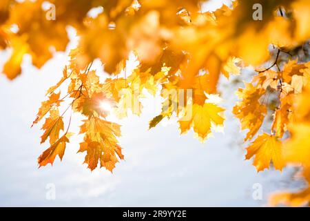 Detailaufnahme der Herbstblätter auf einem Ast auf unscharfem Hintergrund Stockfoto