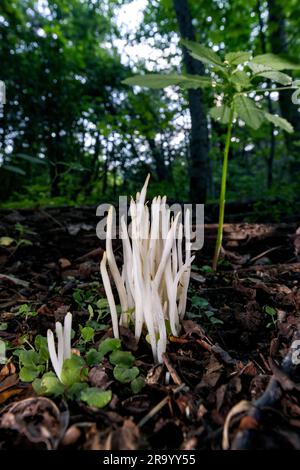 Feenfinger (Clavaria fragilis) Pilze – Brevard, North Carolina, USA Stockfoto