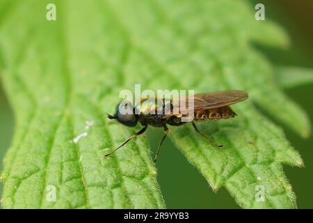 Detaillierte Nahaufnahme einer bunten, breiten Zenturio-Fliege, Chloromyia formosa, die auf einem grünen Blatt im Garten sitzt Stockfoto