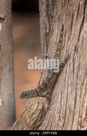 Madagaskar hat Leguan am Baumstamm festgeschnallt. Cuvier's Madagaskar Swift ist ein Sonnenbad im Madagaskar Park. Graue Eidechse mit schwarzem Kragen. Stockfoto
