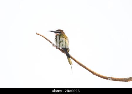 Olive Bee Esser sitzt auf dem Ast. Merops superciliosus im Park Madagaskars. Kleiner grüner Vogel mit langem Schnabel und weißem Streifen auf dem Kopf. Stockfoto