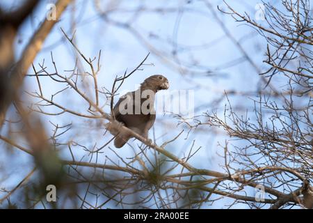 Kleiner vasa-Papagei auf dem Ast. Der Papagei sitzt im Park von Madagaskar. Dunkelgrauer Papagei im Wald Madagaskars. . Stockfoto