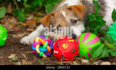 Ein süßer Hund spielt draußen mit seinen bunten Spielzeugen Stockfoto