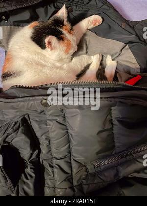 Die Katze schläft in der Jacke. Dreifarbige Katze schläft friedlich Katzenschlaf Stockfoto