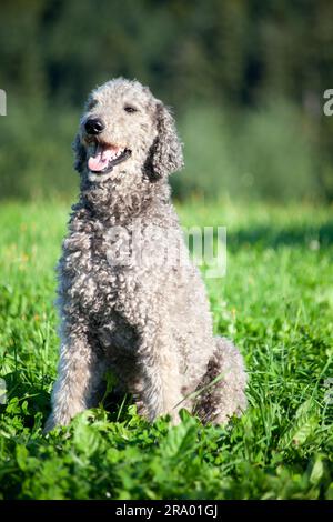 Royal Giant Poodle Hundeporträt mit natürlichem Haar. Ungetrimmtes Fell Stockfoto