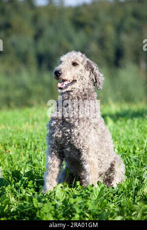 Royal Giant Poodle Hundeporträt mit natürlichem Haar. Ungetrimmtes Fell Stockfoto