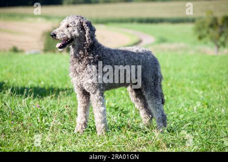 Royal Giant Poodle Hundeporträt mit natürlichem Haar. Ungetrimmtes Fell Stockfoto