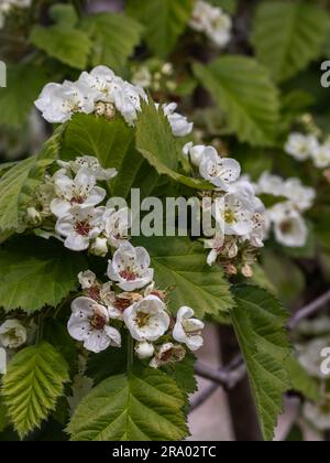 Crataegus-Blume im Garten Stockfoto