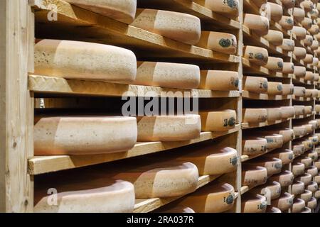 Nahaufnahme zahlreicher Käseräder auf Holzregalen in den Käsekellern von Fort Saint-Antoine in der Nähe von Pontarlier, Franche-Comté, Frankreich Stockfoto