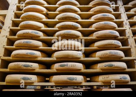 Käseräder im Reifungskeller des Fort Saint Antoine, Franche-Comté, Frankreich Stockfoto