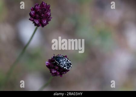 Nahaufnahme des Oxythyrea funesta-Käfers an der Allium rotundum-Pflanze. Weiß gefleckter Rosenkäfer Stockfoto