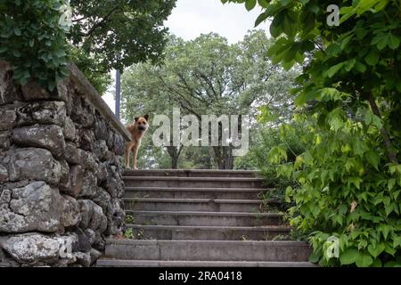 Ein süßer Hund, der die Leiter zwischen den Bäumen hinunterschaut Stockfoto