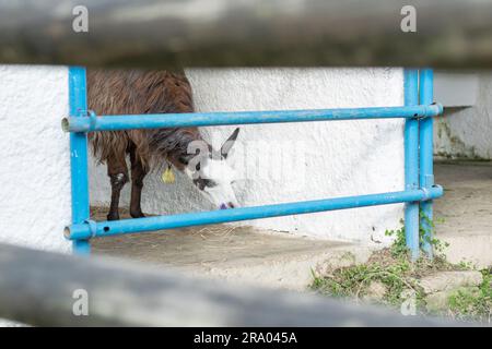 Blick auf einen Lama glama oder Lama in einem blauen Eisenstift in einem kolumbianischen Zoo Stockfoto